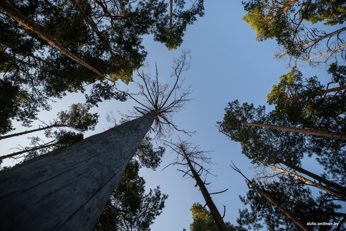 Путешествия Onliner.by с Bestune T77. Рассвет на болоте, царь-сосна и барсучьи норы. Вместе с королевой Полесья исследуем долину Припяти на FAW BESTUNE T77 Путешествия Onliner.by с Bestune T77. Рассвет на болоте, царь-сосна и барсучьи норы. Вместе с королевой Полесья исследуем долину Припяти на FAW BESTUNE T77