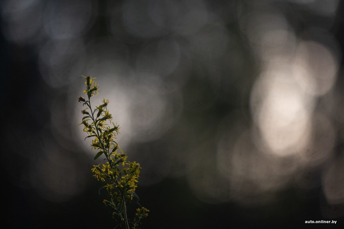 Путешествия Onliner.by с Bestune T77. Рассвет на болоте, царь-сосна и барсучьи норы. Вместе с королевой Полесья исследуем долину Припяти на FAW BESTUNE T77 Путешествия Onliner.by с Bestune T77. Рассвет на болоте, царь-сосна и барсучьи норы. Вместе с королевой Полесья исследуем долину Припяти на FAW BESTUNE T77