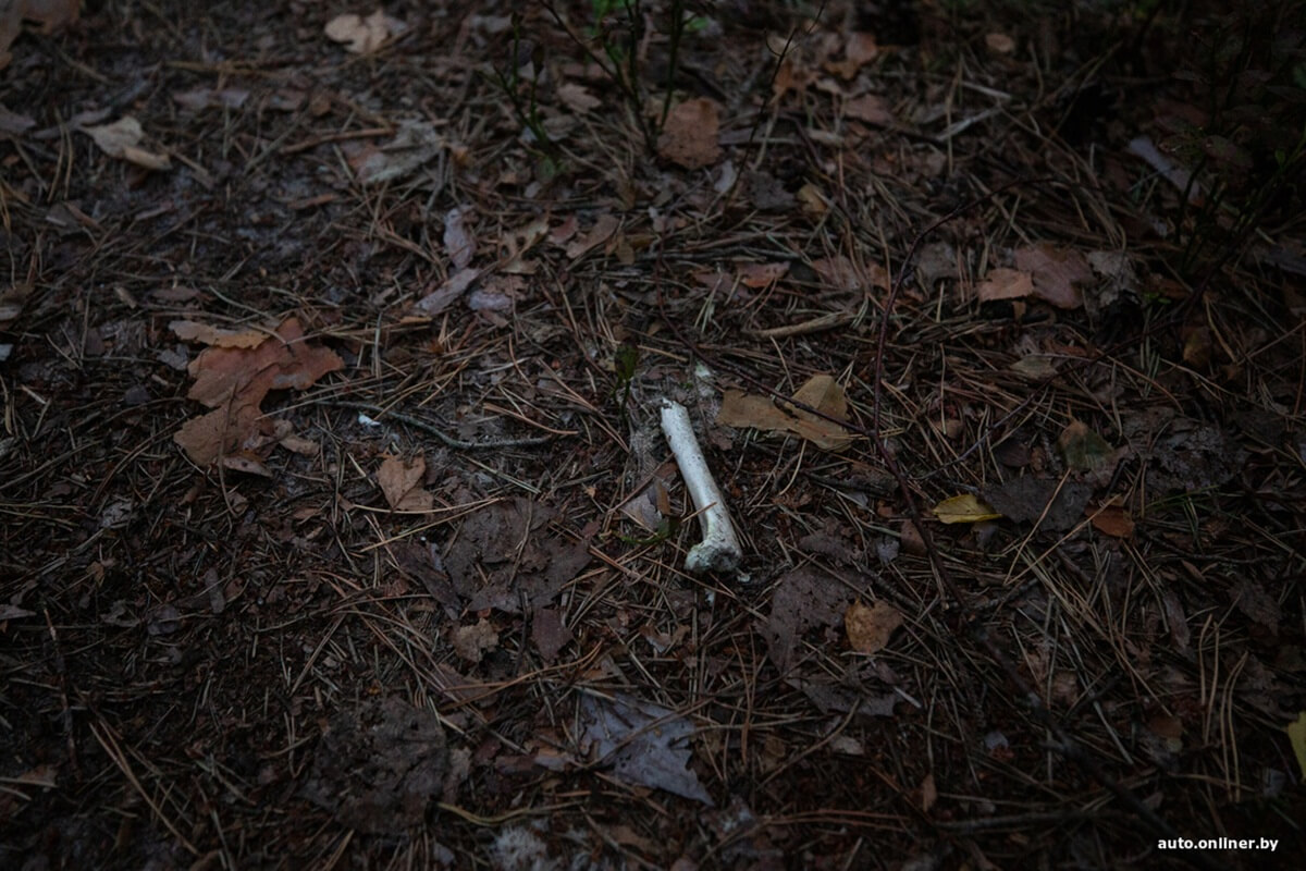 Путешествия Onliner.by с Bestune T77. Рассвет на болоте, царь-сосна и барсучьи норы. Вместе с королевой Полесья исследуем долину Припяти на FAW BESTUNE T77 Путешествия Onliner.by с Bestune T77. Рассвет на болоте, царь-сосна и барсучьи норы. Вместе с королевой Полесья исследуем долину Припяти на FAW BESTUNE T77