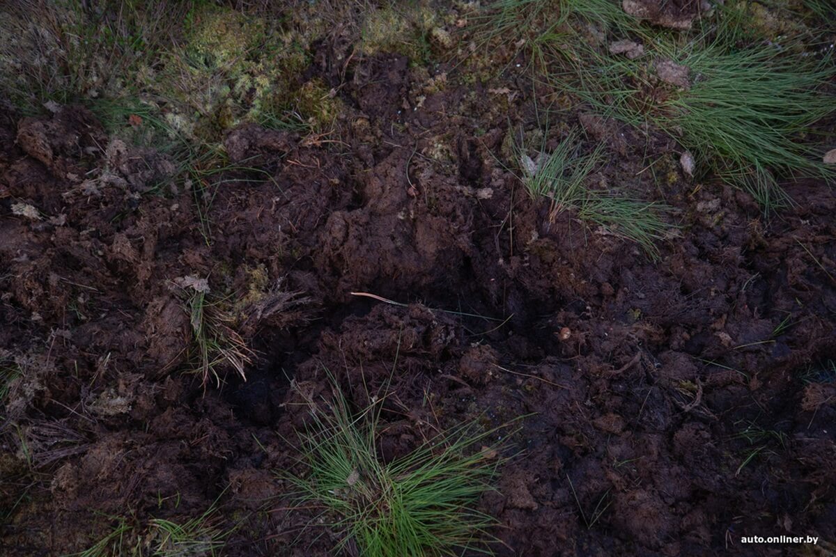 Путешествия Onliner.by с Bestune T77. Рассвет на болоте, царь-сосна и барсучьи норы. Вместе с королевой Полесья исследуем долину Припяти на FAW BESTUNE T77 Путешествия Onliner.by с Bestune T77. Рассвет на болоте, царь-сосна и барсучьи норы. Вместе с королевой Полесья исследуем долину Припяти на FAW BESTUNE T77