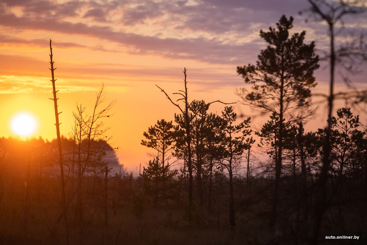 Путешествия Onliner.by с Bestune T77. Рассвет на болоте, царь-сосна и барсучьи норы. Вместе с королевой Полесья исследуем долину Припяти на FAW BESTUNE T77 Путешествия Onliner.by с Bestune T77. Рассвет на болоте, царь-сосна и барсучьи норы. Вместе с королевой Полесья исследуем долину Припяти на FAW BESTUNE T77