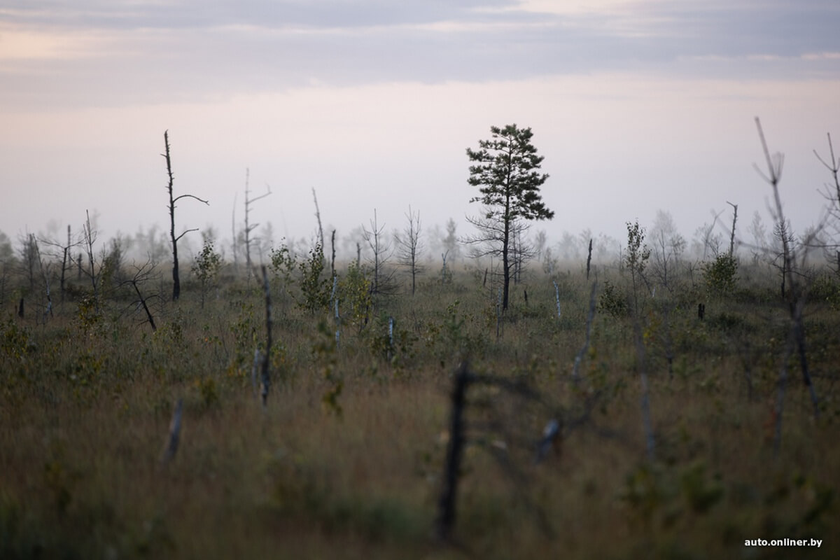 Путешествия Onliner.by с Bestune T77. Рассвет на болоте, царь-сосна и барсучьи норы. Вместе с королевой Полесья исследуем долину Припяти на FAW BESTUNE T77 Путешествия Onliner.by с Bestune T77. Рассвет на болоте, царь-сосна и барсучьи норы. Вместе с королевой Полесья исследуем долину Припяти на FAW BESTUNE T77