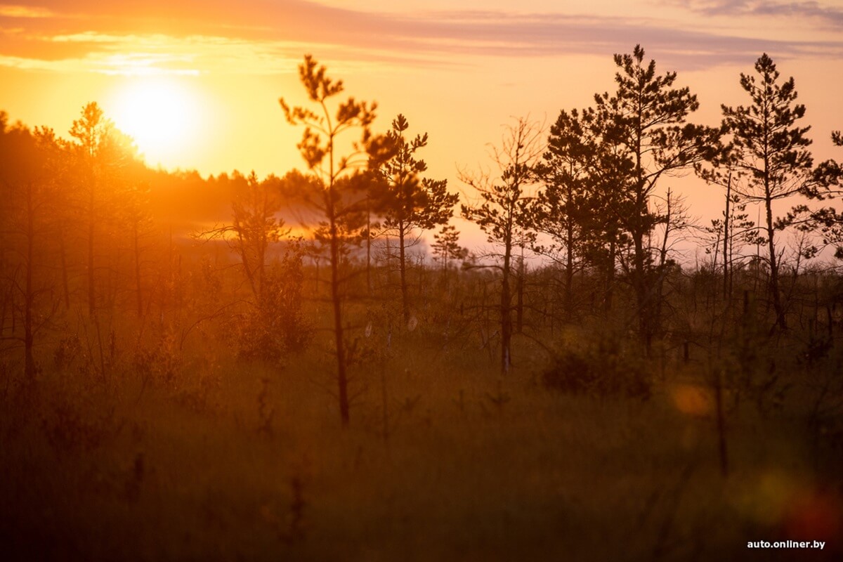 Путешествия Onliner.by с Bestune T77. Рассвет на болоте, царь-сосна и барсучьи норы. Вместе с королевой Полесья исследуем долину Припяти на FAW BESTUNE T77 Путешествия Onliner.by с Bestune T77. Рассвет на болоте, царь-сосна и барсучьи норы. Вместе с королевой Полесья исследуем долину Припяти на FAW BESTUNE T77