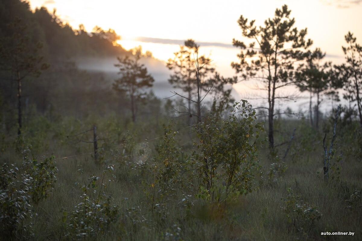Путешествия Onliner.by с Bestune T77. Рассвет на болоте, царь-сосна и барсучьи норы. Вместе с королевой Полесья исследуем долину Припяти на FAW BESTUNE T77 Путешествия Onliner.by с Bestune T77. Рассвет на болоте, царь-сосна и барсучьи норы. Вместе с королевой Полесья исследуем долину Припяти на FAW BESTUNE T77