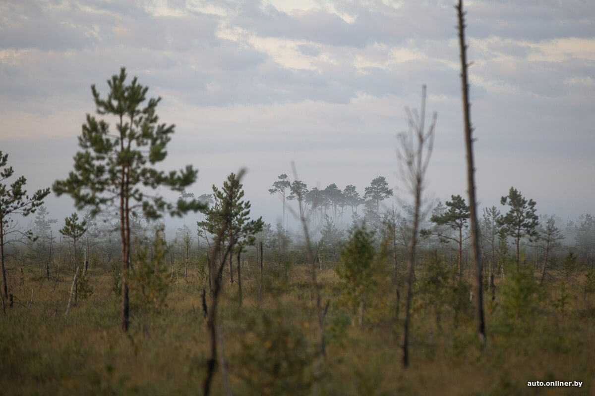 Путешествия Onliner.by с Bestune T77. Рассвет на болоте, царь-сосна и барсучьи норы. Вместе с королевой Полесья исследуем долину Припяти на FAW BESTUNE T77 Путешествия Onliner.by с Bestune T77. Рассвет на болоте, царь-сосна и барсучьи норы. Вместе с королевой Полесья исследуем долину Припяти на FAW BESTUNE T77