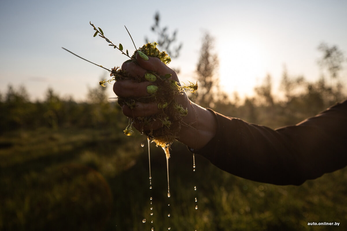Путешествия Onliner.by с Bestune T77. Рассвет на болоте, царь-сосна и барсучьи норы. Вместе с королевой Полесья исследуем долину Припяти на FAW BESTUNE T77 Путешествия Onliner.by с Bestune T77. Рассвет на болоте, царь-сосна и барсучьи норы. Вместе с королевой Полесья исследуем долину Припяти на FAW BESTUNE T77