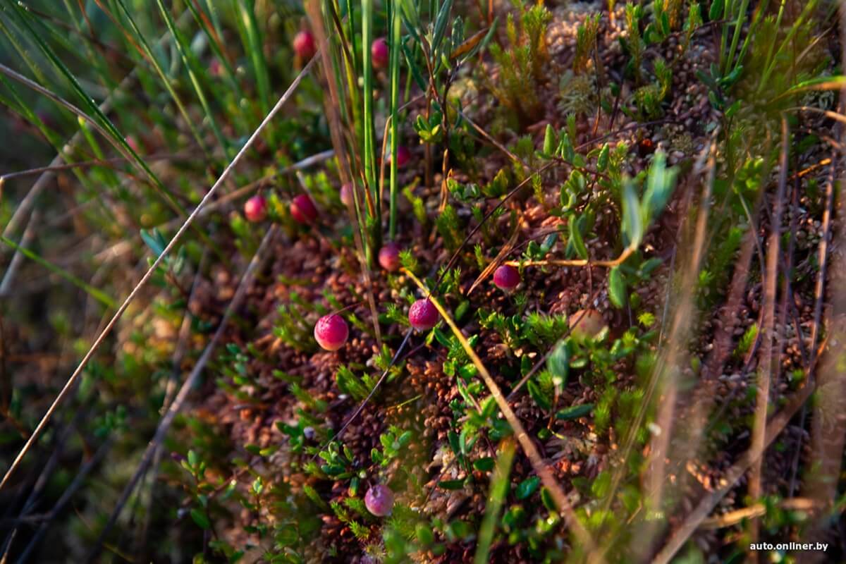 Путешествия Onliner.by с Bestune T77. Рассвет на болоте, царь-сосна и барсучьи норы. Вместе с королевой Полесья исследуем долину Припяти на FAW BESTUNE T77 Путешествия Onliner.by с Bestune T77. Рассвет на болоте, царь-сосна и барсучьи норы. Вместе с королевой Полесья исследуем долину Припяти на FAW BESTUNE T77