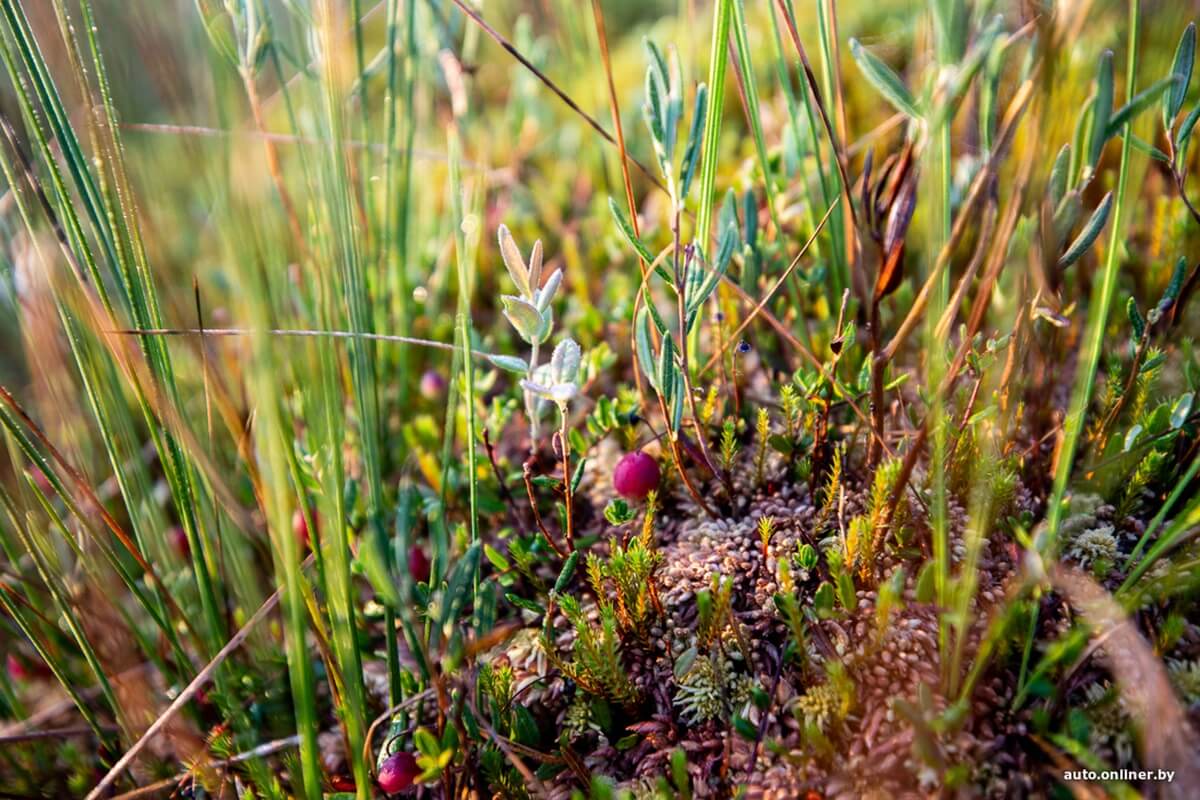 Путешествия Onliner.by с Bestune T77. Рассвет на болоте, царь-сосна и барсучьи норы. Вместе с королевой Полесья исследуем долину Припяти на FAW BESTUNE T77 Путешествия Onliner.by с Bestune T77. Рассвет на болоте, царь-сосна и барсучьи норы. Вместе с королевой Полесья исследуем долину Припяти на FAW BESTUNE T77