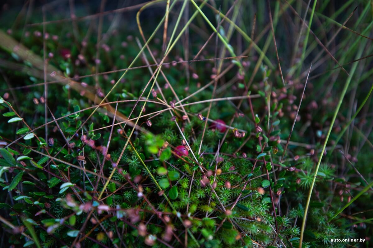 Путешествия Onliner.by с Bestune T77. Рассвет на болоте, царь-сосна и барсучьи норы. Вместе с королевой Полесья исследуем долину Припяти на FAW BESTUNE T77 Путешествия Onliner.by с Bestune T77. Рассвет на болоте, царь-сосна и барсучьи норы. Вместе с королевой Полесья исследуем долину Припяти на FAW BESTUNE T77