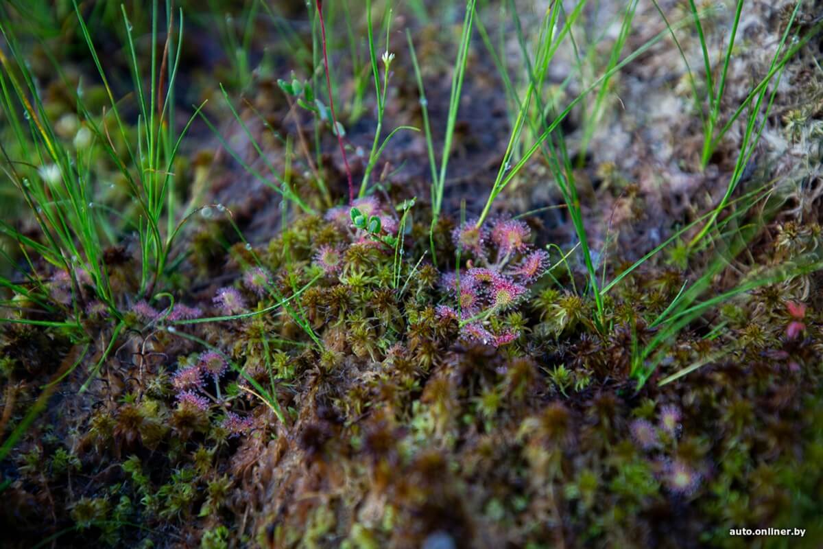 Путешествия Onliner.by с Bestune T77. Рассвет на болоте, царь-сосна и барсучьи норы. Вместе с королевой Полесья исследуем долину Припяти на FAW BESTUNE T77 Путешествия Onliner.by с Bestune T77. Рассвет на болоте, царь-сосна и барсучьи норы. Вместе с королевой Полесья исследуем долину Припяти на FAW BESTUNE T77