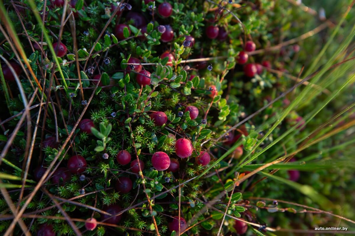 Путешествия Onliner.by с Bestune T77. Рассвет на болоте, царь-сосна и барсучьи норы. Вместе с королевой Полесья исследуем долину Припяти на FAW BESTUNE T77 Путешествия Onliner.by с Bestune T77. Рассвет на болоте, царь-сосна и барсучьи норы. Вместе с королевой Полесья исследуем долину Припяти на FAW BESTUNE T77