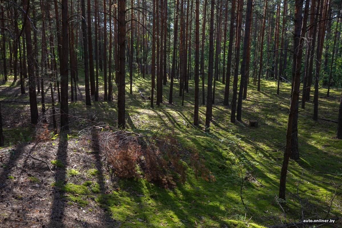 Путешествия Onliner.by с Bestune T77. Рассвет на болоте, царь-сосна и барсучьи норы. Вместе с королевой Полесья исследуем долину Припяти на FAW BESTUNE T77 Путешествия Onliner.by с Bestune T77. Рассвет на болоте, царь-сосна и барсучьи норы. Вместе с королевой Полесья исследуем долину Припяти на FAW BESTUNE T77