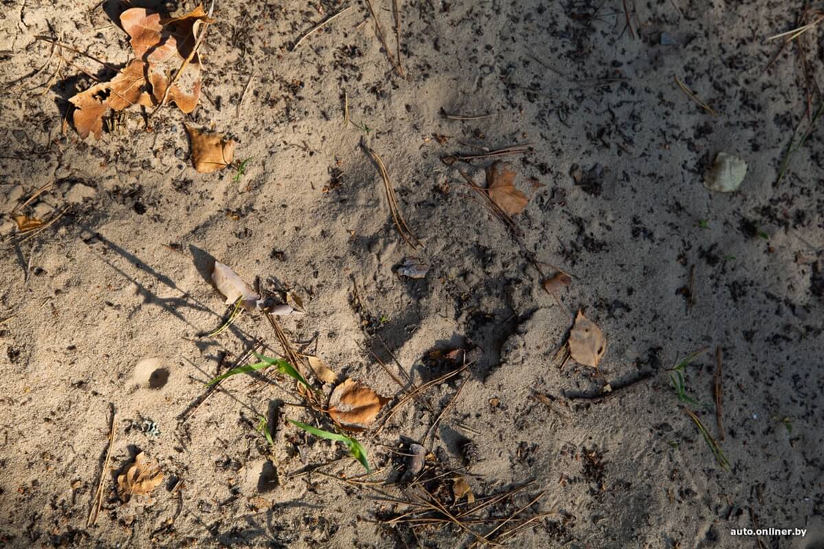 Путешествия Onliner.by с Bestune T77. Рассвет на болоте, царь-сосна и барсучьи норы. Вместе с королевой Полесья исследуем долину Припяти на FAW BESTUNE T77 Путешествия Onliner.by с Bestune T77. Рассвет на болоте, царь-сосна и барсучьи норы. Вместе с королевой Полесья исследуем долину Припяти на FAW BESTUNE T77