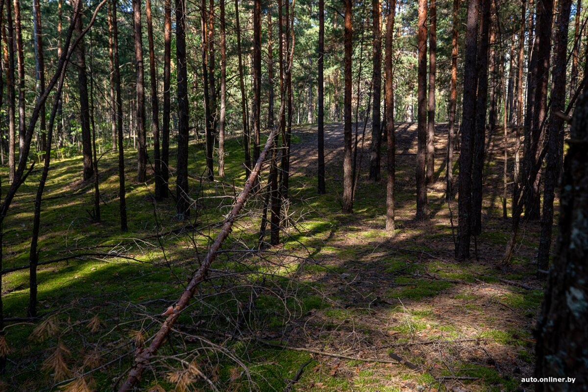 Путешествия Onliner.by с Bestune T77. Рассвет на болоте, царь-сосна и барсучьи норы. Вместе с королевой Полесья исследуем долину Припяти на FAW BESTUNE T77 Путешествия Onliner.by с Bestune T77. Рассвет на болоте, царь-сосна и барсучьи норы. Вместе с королевой Полесья исследуем долину Припяти на FAW BESTUNE T77