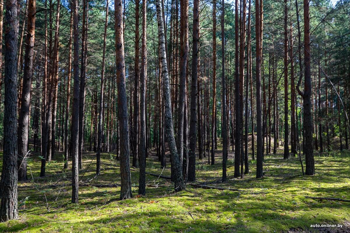 Путешествия Onliner.by с Bestune T77. Рассвет на болоте, царь-сосна и барсучьи норы. Вместе с королевой Полесья исследуем долину Припяти на FAW BESTUNE T77 Путешествия Onliner.by с Bestune T77. Рассвет на болоте, царь-сосна и барсучьи норы. Вместе с королевой Полесья исследуем долину Припяти на FAW BESTUNE T77