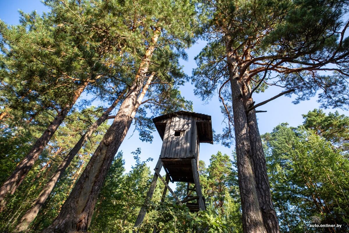 Путешествия Onliner.by с Bestune T77. Рассвет на болоте, царь-сосна и барсучьи норы. Вместе с королевой Полесья исследуем долину Припяти на FAW BESTUNE T77 Путешествия Onliner.by с Bestune T77. Рассвет на болоте, царь-сосна и барсучьи норы. Вместе с королевой Полесья исследуем долину Припяти на FAW BESTUNE T77