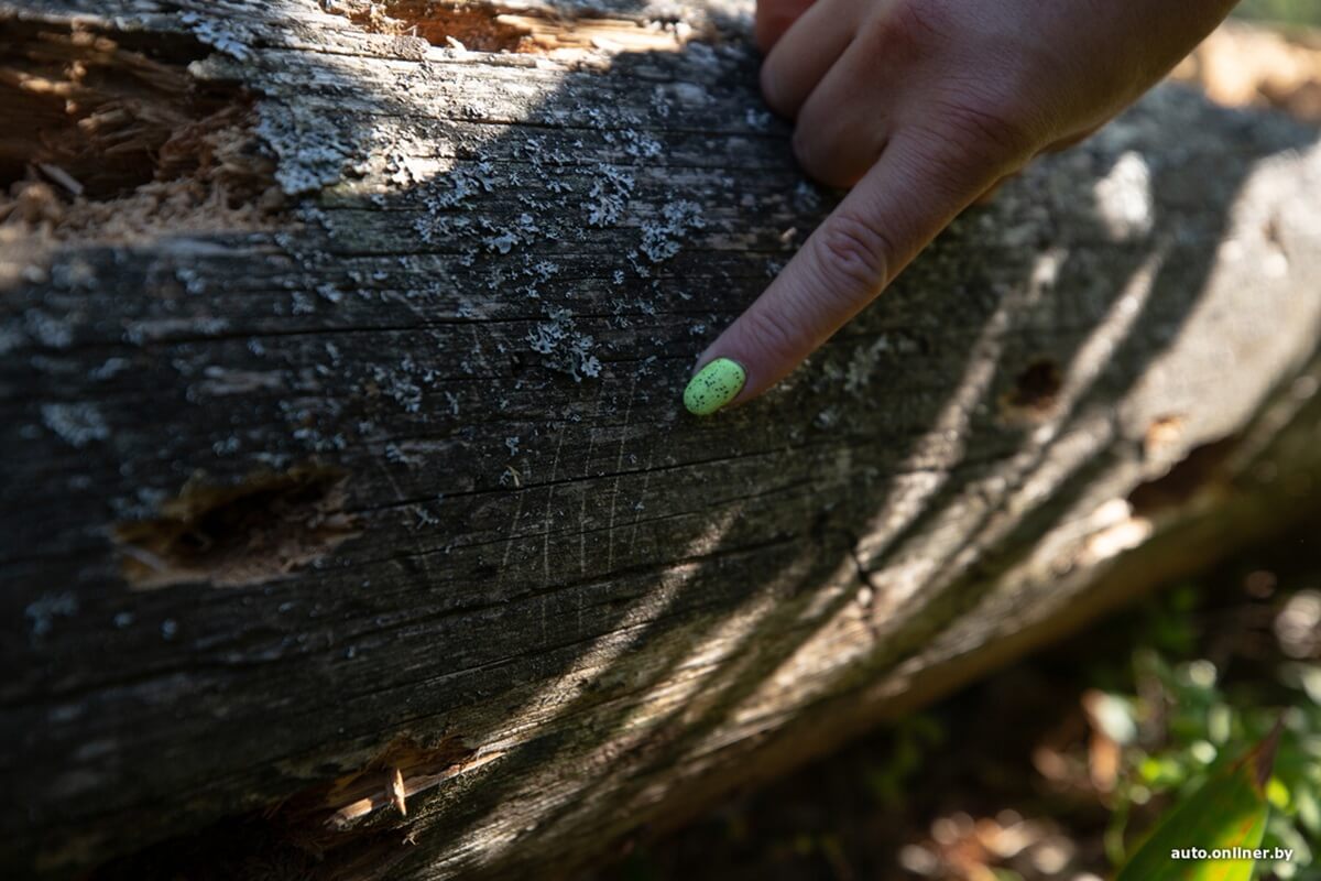 Путешествия Onliner.by с Bestune T77. Рассвет на болоте, царь-сосна и барсучьи норы. Вместе с королевой Полесья исследуем долину Припяти на FAW BESTUNE T77 Путешествия Onliner.by с Bestune T77. Рассвет на болоте, царь-сосна и барсучьи норы. Вместе с королевой Полесья исследуем долину Припяти на FAW BESTUNE T77