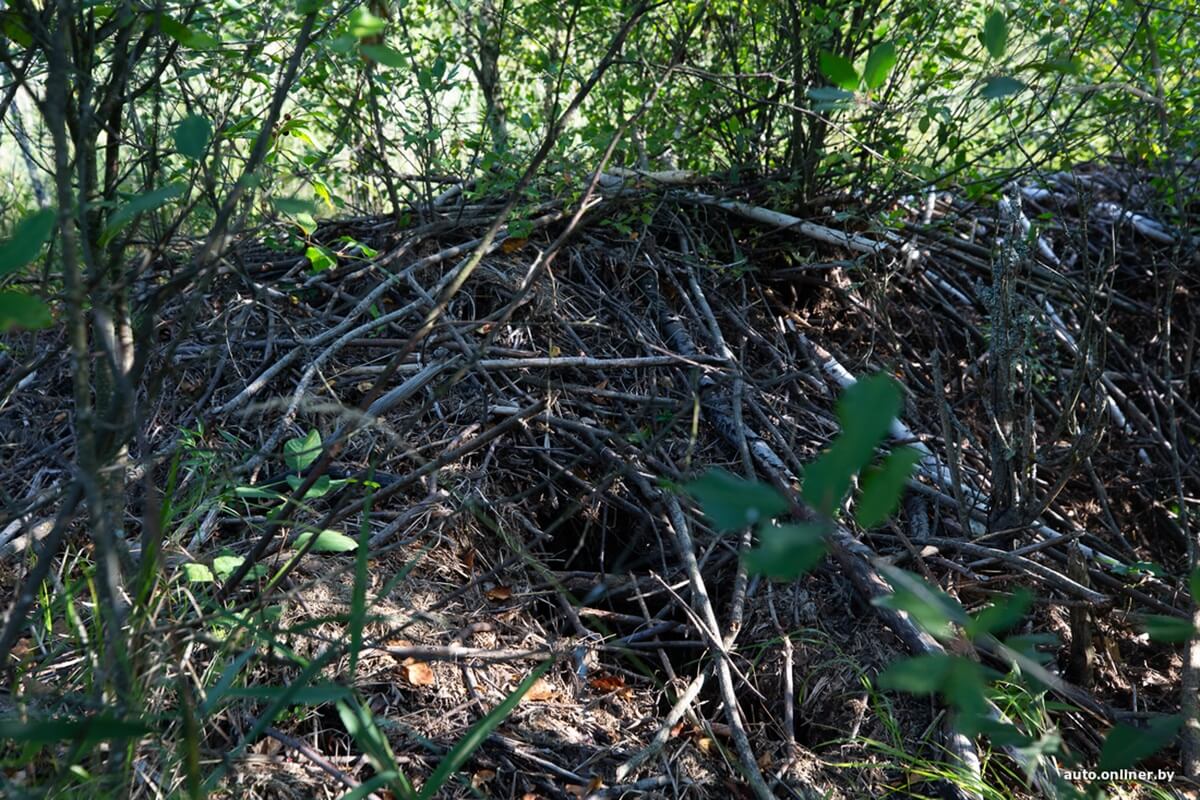 Путешествия Onliner.by с Bestune T77. Рассвет на болоте, царь-сосна и барсучьи норы. Вместе с королевой Полесья исследуем долину Припяти на FAW BESTUNE T77 Путешествия Onliner.by с Bestune T77. Рассвет на болоте, царь-сосна и барсучьи норы. Вместе с королевой Полесья исследуем долину Припяти на FAW BESTUNE T77