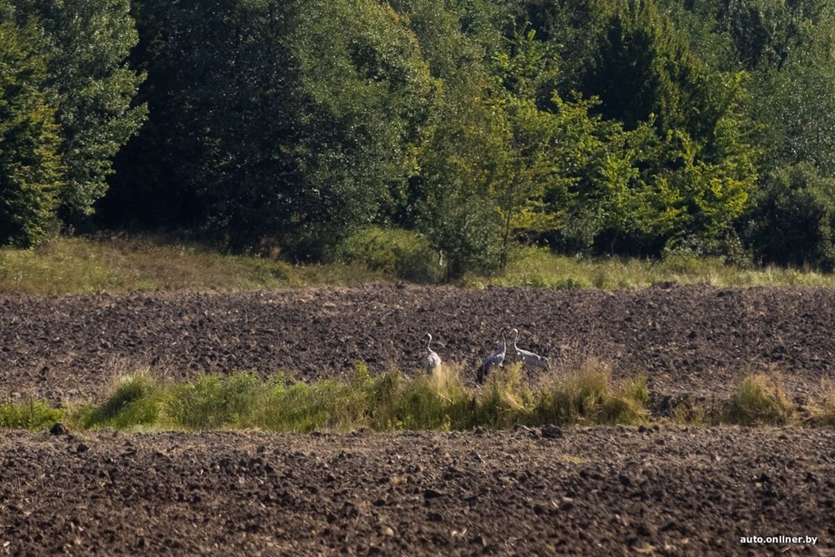 Путешествия Onliner.by с Bestune T77. Рассвет на болоте, царь-сосна и барсучьи норы. Вместе с королевой Полесья исследуем долину Припяти на FAW BESTUNE T77 Путешествия Onliner.by с Bestune T77. Рассвет на болоте, царь-сосна и барсучьи норы. Вместе с королевой Полесья исследуем долину Припяти на FAW BESTUNE T77