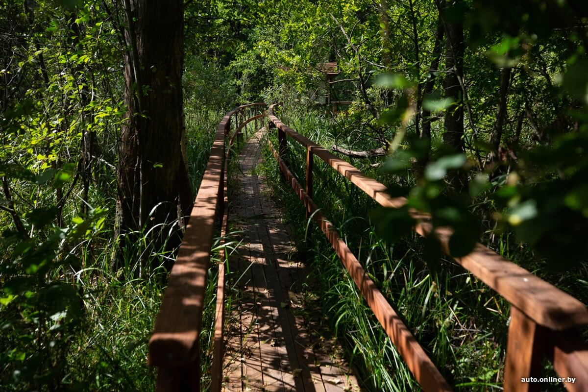 Путешествия Onliner.by с Bestune T77. Рассвет на болоте, царь-сосна и барсучьи норы. Вместе с королевой Полесья исследуем долину Припяти на FAW BESTUNE T77 Путешествия Onliner.by с Bestune T77. Рассвет на болоте, царь-сосна и барсучьи норы. Вместе с королевой Полесья исследуем долину Припяти на FAW BESTUNE T77