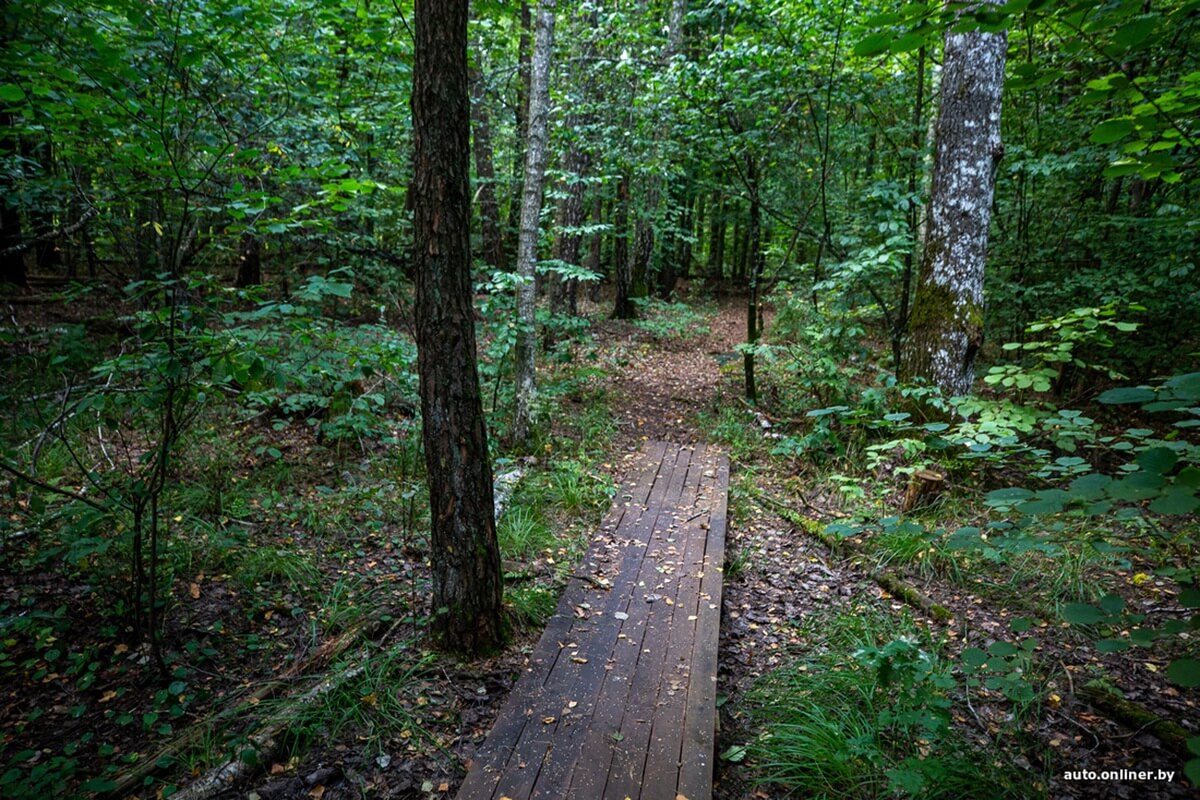 Путешествия Onliner.by с Bestune T77. Рассвет на болоте, царь-сосна и барсучьи норы. Вместе с королевой Полесья исследуем долину Припяти на FAW BESTUNE T77 Путешествия Onliner.by с Bestune T77. Рассвет на болоте, царь-сосна и барсучьи норы. Вместе с королевой Полесья исследуем долину Припяти на FAW BESTUNE T77