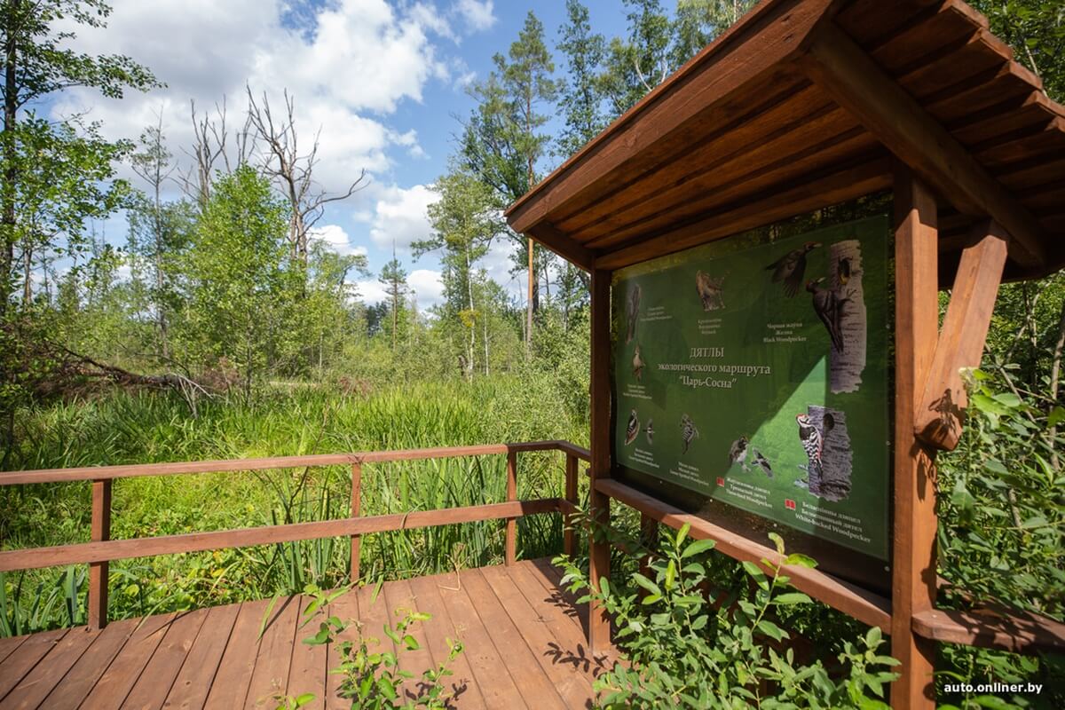 Путешествия Onliner.by с Bestune T77. Рассвет на болоте, царь-сосна и барсучьи норы. Вместе с королевой Полесья исследуем долину Припяти на FAW BESTUNE T77 Путешествия Onliner.by с Bestune T77. Рассвет на болоте, царь-сосна и барсучьи норы. Вместе с королевой Полесья исследуем долину Припяти на FAW BESTUNE T77