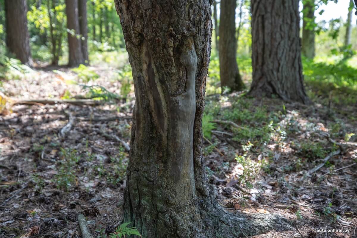 Путешествия Onliner.by с Bestune T77. Рассвет на болоте, царь-сосна и барсучьи норы. Вместе с королевой Полесья исследуем долину Припяти на FAW BESTUNE T77 Путешествия Onliner.by с Bestune T77. Рассвет на болоте, царь-сосна и барсучьи норы. Вместе с королевой Полесья исследуем долину Припяти на FAW BESTUNE T77