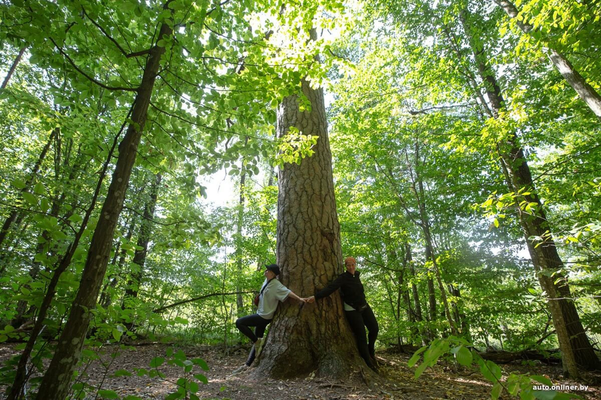 Путешествия Onliner.by с Bestune T77. Рассвет на болоте, царь-сосна и барсучьи норы. Вместе с королевой Полесья исследуем долину Припяти на FAW BESTUNE T77 Путешествия Onliner.by с Bestune T77. Рассвет на болоте, царь-сосна и барсучьи норы. Вместе с королевой Полесья исследуем долину Припяти на FAW BESTUNE T77