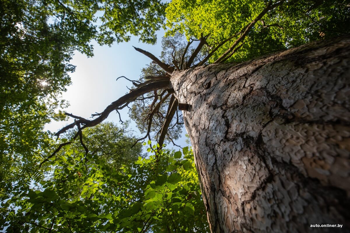 Путешествия Onliner.by с Bestune T77. Рассвет на болоте, царь-сосна и барсучьи норы. Вместе с королевой Полесья исследуем долину Припяти на FAW BESTUNE T77 Путешествия Onliner.by с Bestune T77. Рассвет на болоте, царь-сосна и барсучьи норы. Вместе с королевой Полесья исследуем долину Припяти на FAW BESTUNE T77