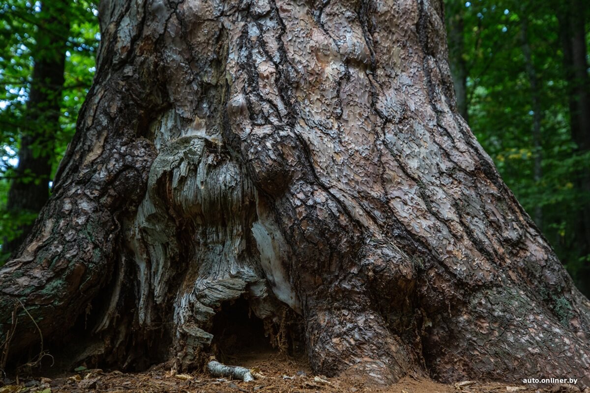 Путешествия Onliner.by с Bestune T77. Рассвет на болоте, царь-сосна и барсучьи норы. Вместе с королевой Полесья исследуем долину Припяти на FAW BESTUNE T77 Путешествия Onliner.by с Bestune T77. Рассвет на болоте, царь-сосна и барсучьи норы. Вместе с королевой Полесья исследуем долину Припяти на FAW BESTUNE T77