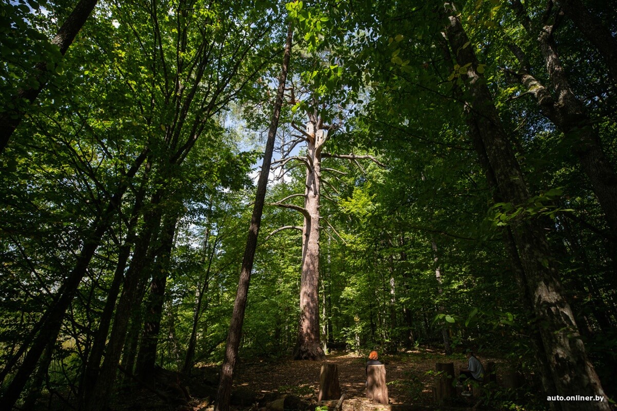 Путешествия Onliner.by с Bestune T77. Рассвет на болоте, царь-сосна и барсучьи норы. Вместе с королевой Полесья исследуем долину Припяти на FAW BESTUNE T77 Путешествия Onliner.by с Bestune T77. Рассвет на болоте, царь-сосна и барсучьи норы. Вместе с королевой Полесья исследуем долину Припяти на FAW BESTUNE T77