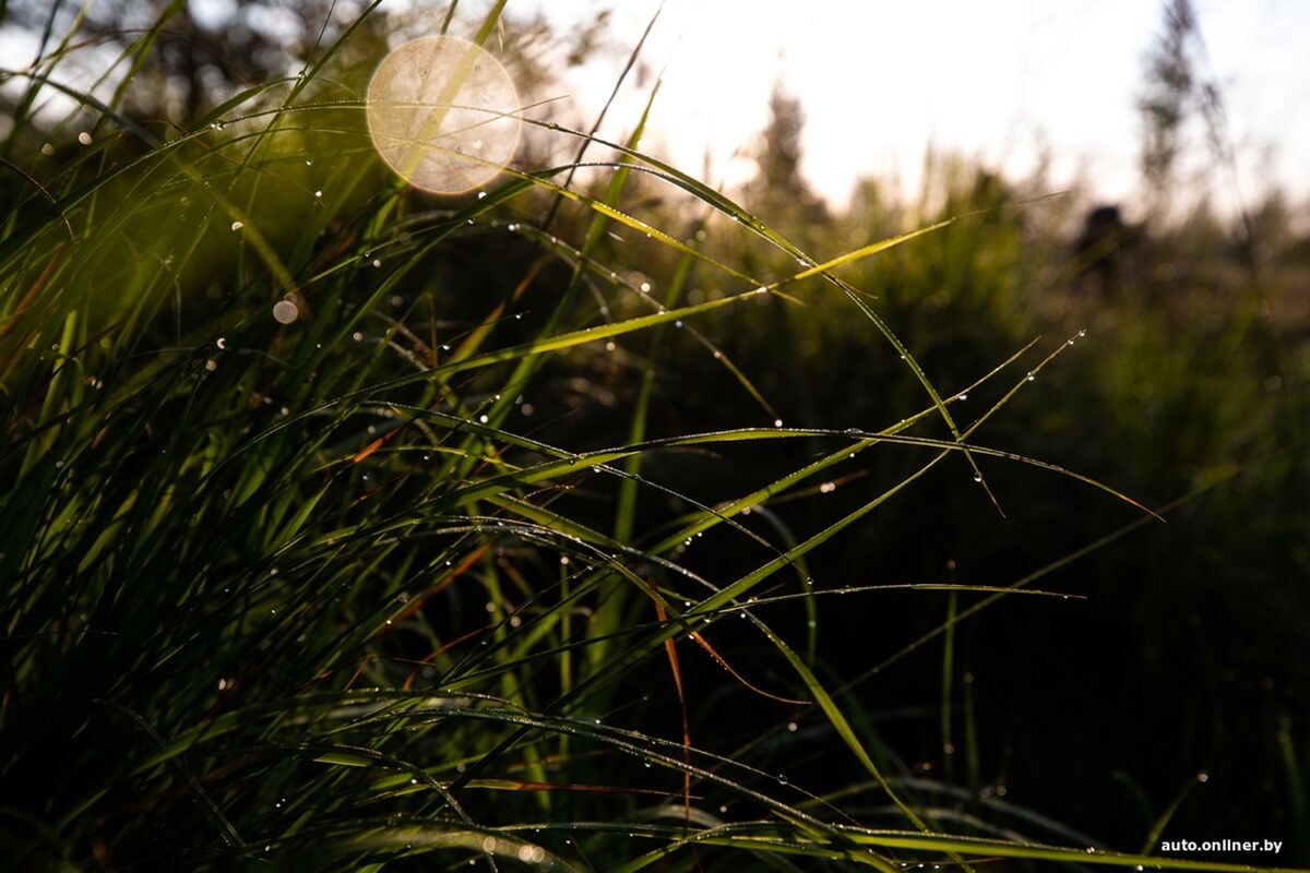 Путешествия Onliner.by с Bestune T77. Рассвет на болоте, царь-сосна и барсучьи норы. Вместе с королевой Полесья исследуем долину Припяти на FAW BESTUNE T77 Путешествия Onliner.by с Bestune T77. Рассвет на болоте, царь-сосна и барсучьи норы. Вместе с королевой Полесья исследуем долину Припяти на FAW BESTUNE T77