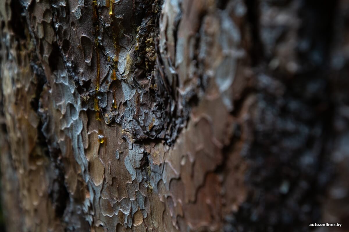 Путешествия Onliner.by с Bestune T77. Рассвет на болоте, царь-сосна и барсучьи норы. Вместе с королевой Полесья исследуем долину Припяти на FAW BESTUNE T77 Путешествия Onliner.by с Bestune T77. Рассвет на болоте, царь-сосна и барсучьи норы. Вместе с королевой Полесья исследуем долину Припяти на FAW BESTUNE T77