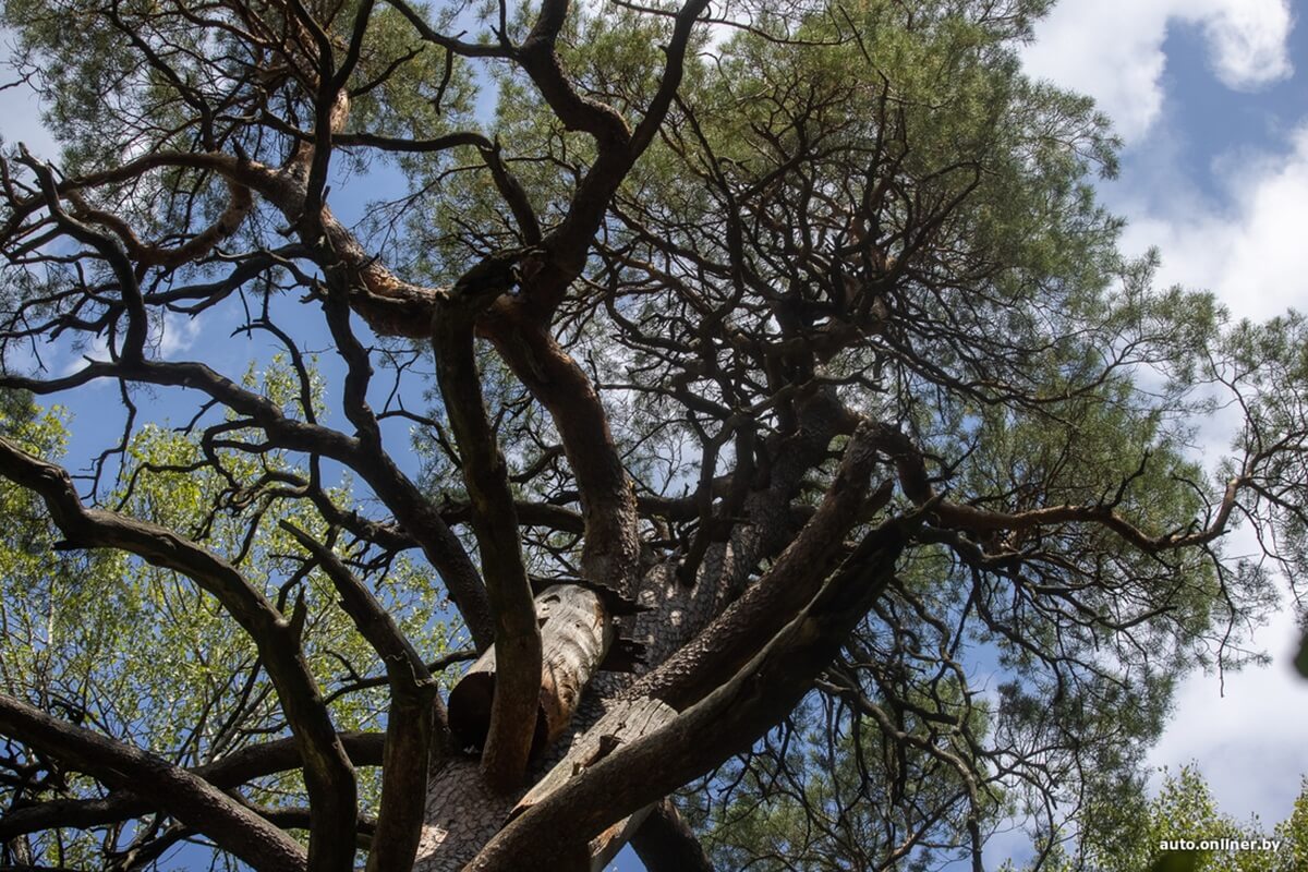 Путешествия Onliner.by с Bestune T77. Рассвет на болоте, царь-сосна и барсучьи норы. Вместе с королевой Полесья исследуем долину Припяти на FAW BESTUNE T77 Путешествия Onliner.by с Bestune T77. Рассвет на болоте, царь-сосна и барсучьи норы. Вместе с королевой Полесья исследуем долину Припяти на FAW BESTUNE T77