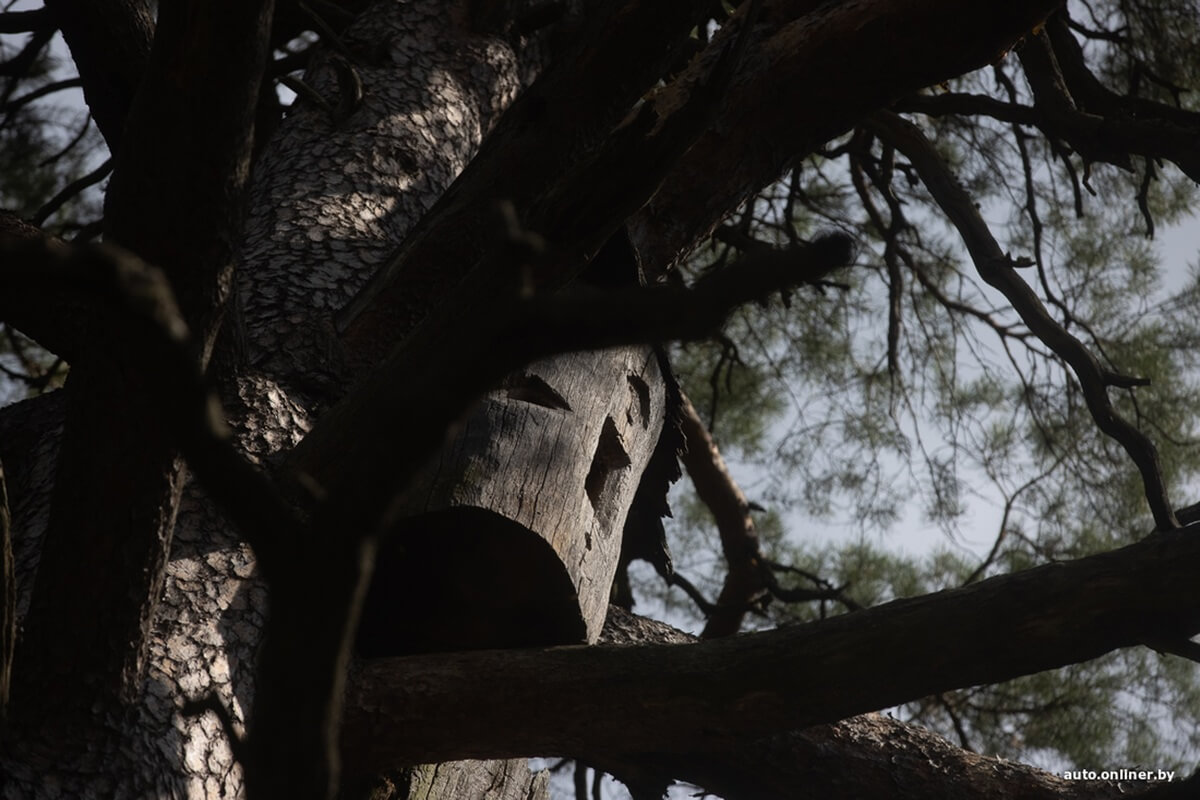 Путешествия Onliner.by с Bestune T77. Рассвет на болоте, царь-сосна и барсучьи норы. Вместе с королевой Полесья исследуем долину Припяти на FAW BESTUNE T77 Путешествия Onliner.by с Bestune T77. Рассвет на болоте, царь-сосна и барсучьи норы. Вместе с королевой Полесья исследуем долину Припяти на FAW BESTUNE T77