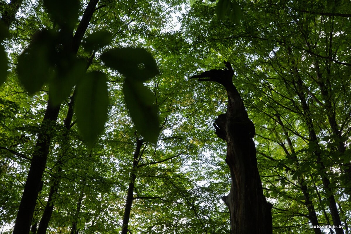 Путешествия Onliner.by с Bestune T77. Рассвет на болоте, царь-сосна и барсучьи норы. Вместе с королевой Полесья исследуем долину Припяти на FAW BESTUNE T77 Путешествия Onliner.by с Bestune T77. Рассвет на болоте, царь-сосна и барсучьи норы. Вместе с королевой Полесья исследуем долину Припяти на FAW BESTUNE T77