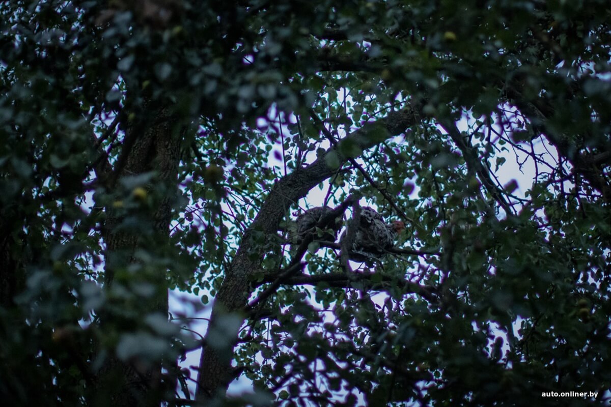 Путешествия Onliner.by с Bestune T77. Рассвет на болоте, царь-сосна и барсучьи норы. Вместе с королевой Полесья исследуем долину Припяти на FAW BESTUNE T77 Путешествия Onliner.by с Bestune T77. Рассвет на болоте, царь-сосна и барсучьи норы. Вместе с королевой Полесья исследуем долину Припяти на FAW BESTUNE T77