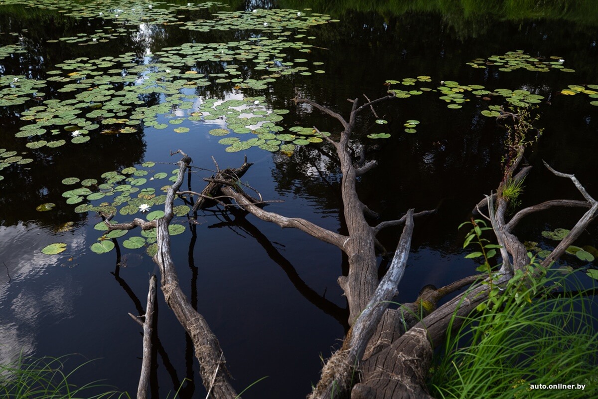 Путешествия Onliner.by с Bestune T77. Рассвет на болоте, царь-сосна и барсучьи норы. Вместе с королевой Полесья исследуем долину Припяти на FAW BESTUNE T77 Путешествия Onliner.by с Bestune T77. Рассвет на болоте, царь-сосна и барсучьи норы. Вместе с королевой Полесья исследуем долину Припяти на FAW BESTUNE T77