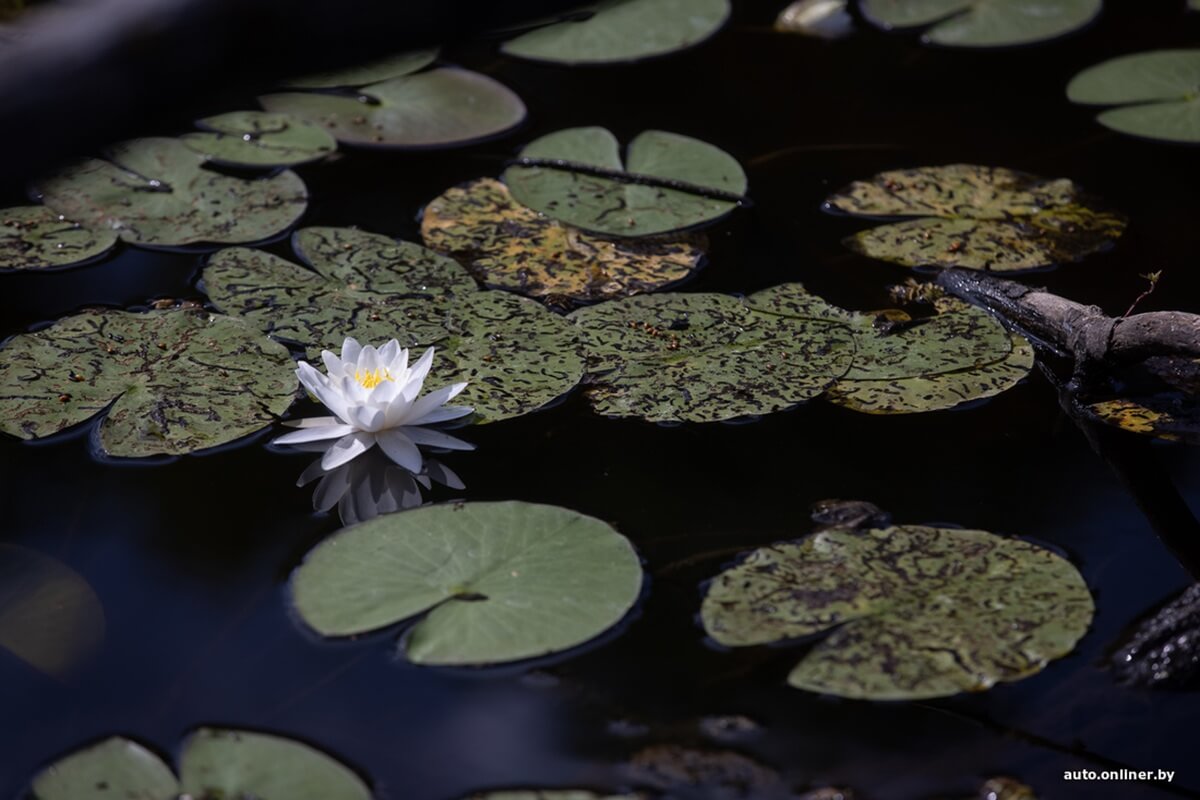 Путешествия Onliner.by с Bestune T77. Рассвет на болоте, царь-сосна и барсучьи норы. Вместе с королевой Полесья исследуем долину Припяти на FAW BESTUNE T77 Путешествия Onliner.by с Bestune T77. Рассвет на болоте, царь-сосна и барсучьи норы. Вместе с королевой Полесья исследуем долину Припяти на FAW BESTUNE T77