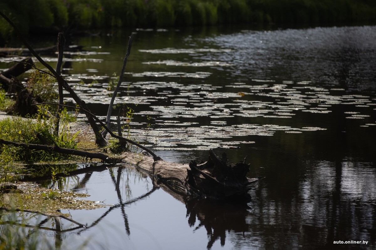 Путешествия Onliner.by с Bestune T77. Рассвет на болоте, царь-сосна и барсучьи норы. Вместе с королевой Полесья исследуем долину Припяти на FAW BESTUNE T77 Путешествия Onliner.by с Bestune T77. Рассвет на болоте, царь-сосна и барсучьи норы. Вместе с королевой Полесья исследуем долину Припяти на FAW BESTUNE T77