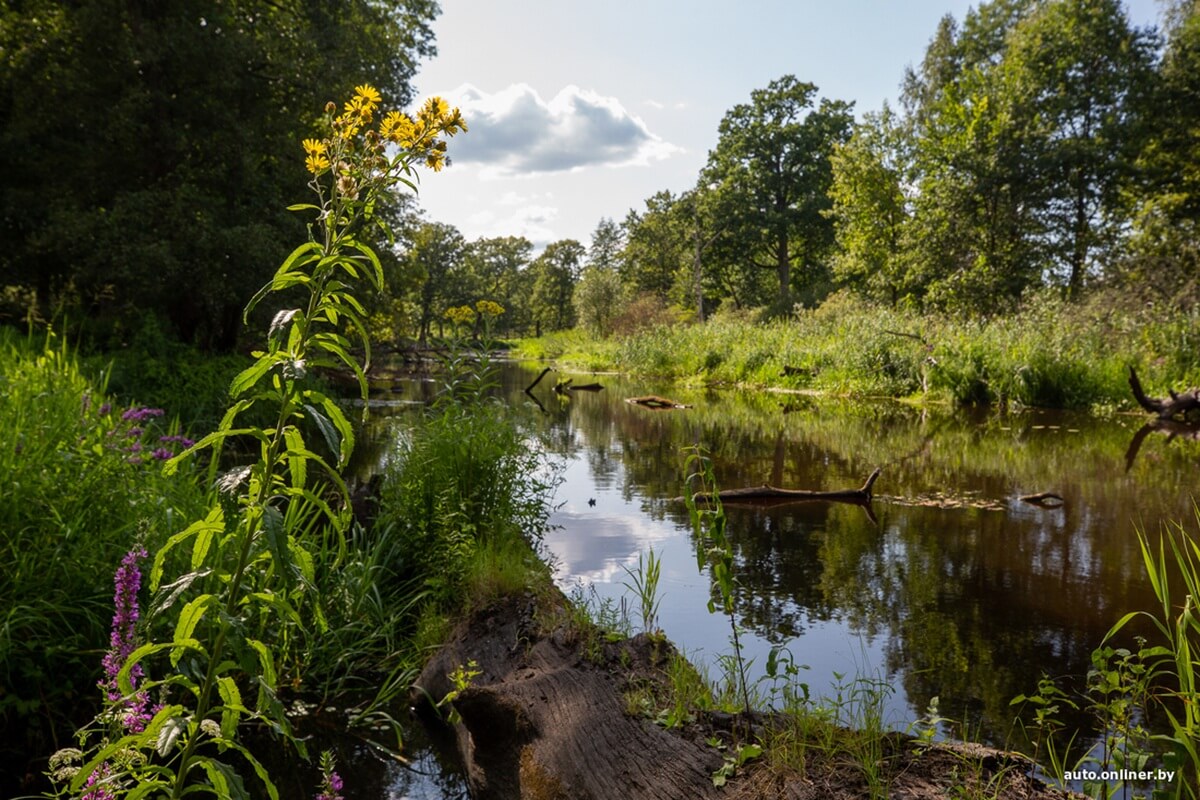Путешествия Onliner.by с Bestune T77. Рассвет на болоте, царь-сосна и барсучьи норы. Вместе с королевой Полесья исследуем долину Припяти на FAW BESTUNE T77 Путешествия Onliner.by с Bestune T77. Рассвет на болоте, царь-сосна и барсучьи норы. Вместе с королевой Полесья исследуем долину Припяти на FAW BESTUNE T77