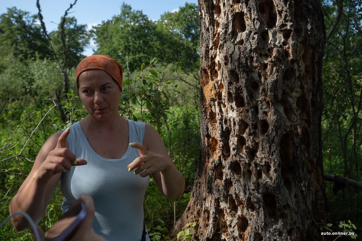 Путешествия Onliner.by с Bestune T77. Рассвет на болоте, царь-сосна и барсучьи норы. Вместе с королевой Полесья исследуем долину Припяти на FAW BESTUNE T77 Путешествия Onliner.by с Bestune T77. Рассвет на болоте, царь-сосна и барсучьи норы. Вместе с королевой Полесья исследуем долину Припяти на FAW BESTUNE T77