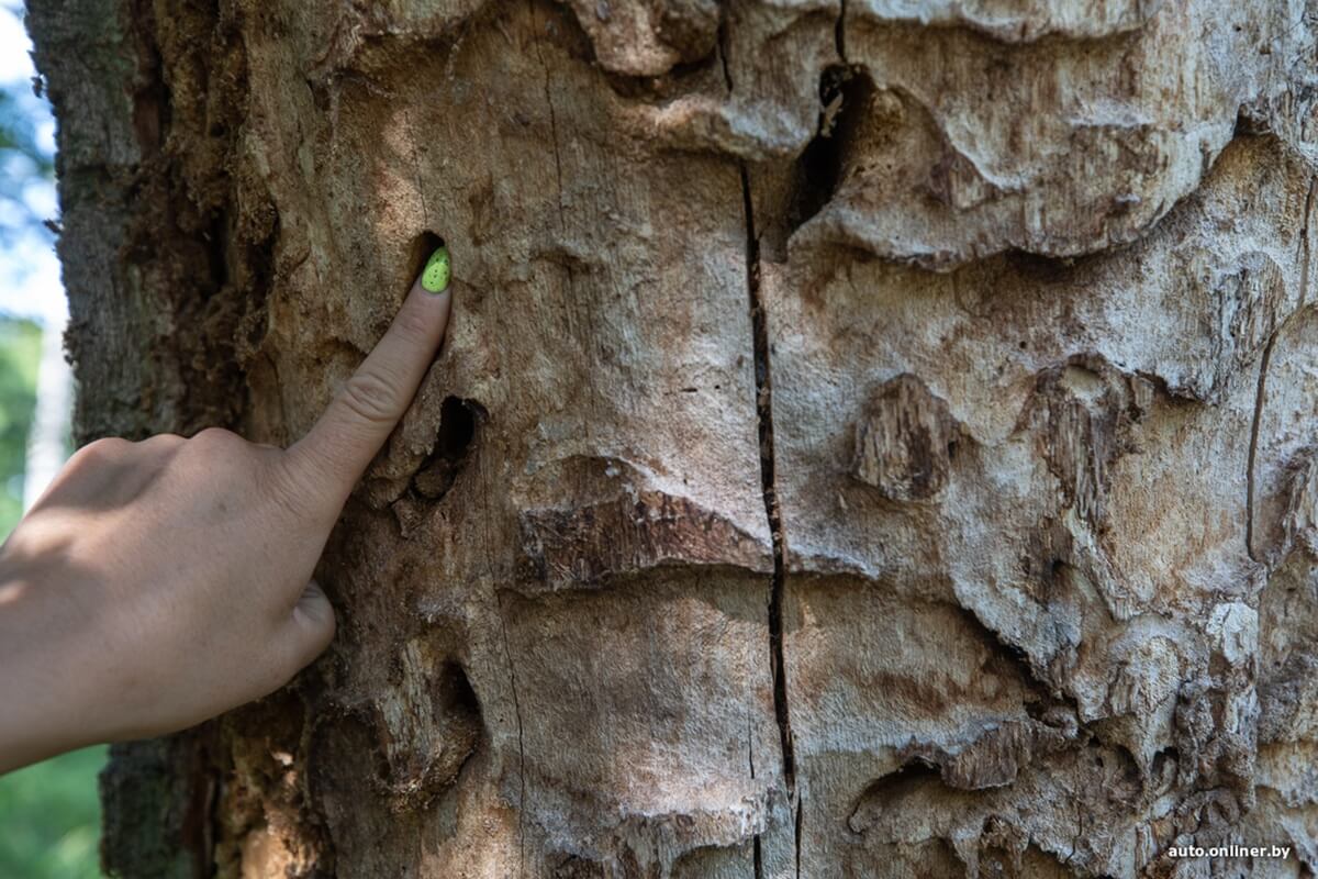 Путешествия Onliner.by с Bestune T77. Рассвет на болоте, царь-сосна и барсучьи норы. Вместе с королевой Полесья исследуем долину Припяти на FAW BESTUNE T77 Путешествия Onliner.by с Bestune T77. Рассвет на болоте, царь-сосна и барсучьи норы. Вместе с королевой Полесья исследуем долину Припяти на FAW BESTUNE T77