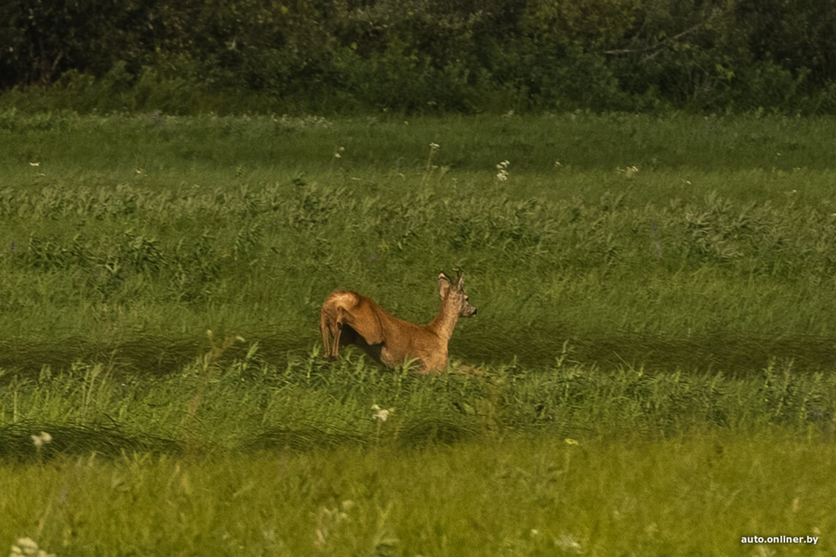Путешествия Onliner.by с Bestune T77. Рассвет на болоте, царь-сосна и барсучьи норы. Вместе с королевой Полесья исследуем долину Припяти на FAW BESTUNE T77 Путешествия Onliner.by с Bestune T77. Рассвет на болоте, царь-сосна и барсучьи норы. Вместе с королевой Полесья исследуем долину Припяти на FAW BESTUNE T77