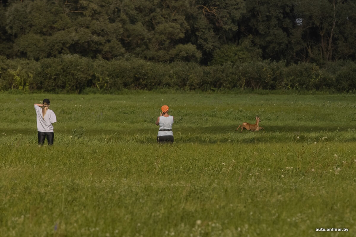 Путешествия Onliner.by с Bestune T77. Рассвет на болоте, царь-сосна и барсучьи норы. Вместе с королевой Полесья исследуем долину Припяти на FAW BESTUNE T77 Путешествия Onliner.by с Bestune T77. Рассвет на болоте, царь-сосна и барсучьи норы. Вместе с королевой Полесья исследуем долину Припяти на FAW BESTUNE T77