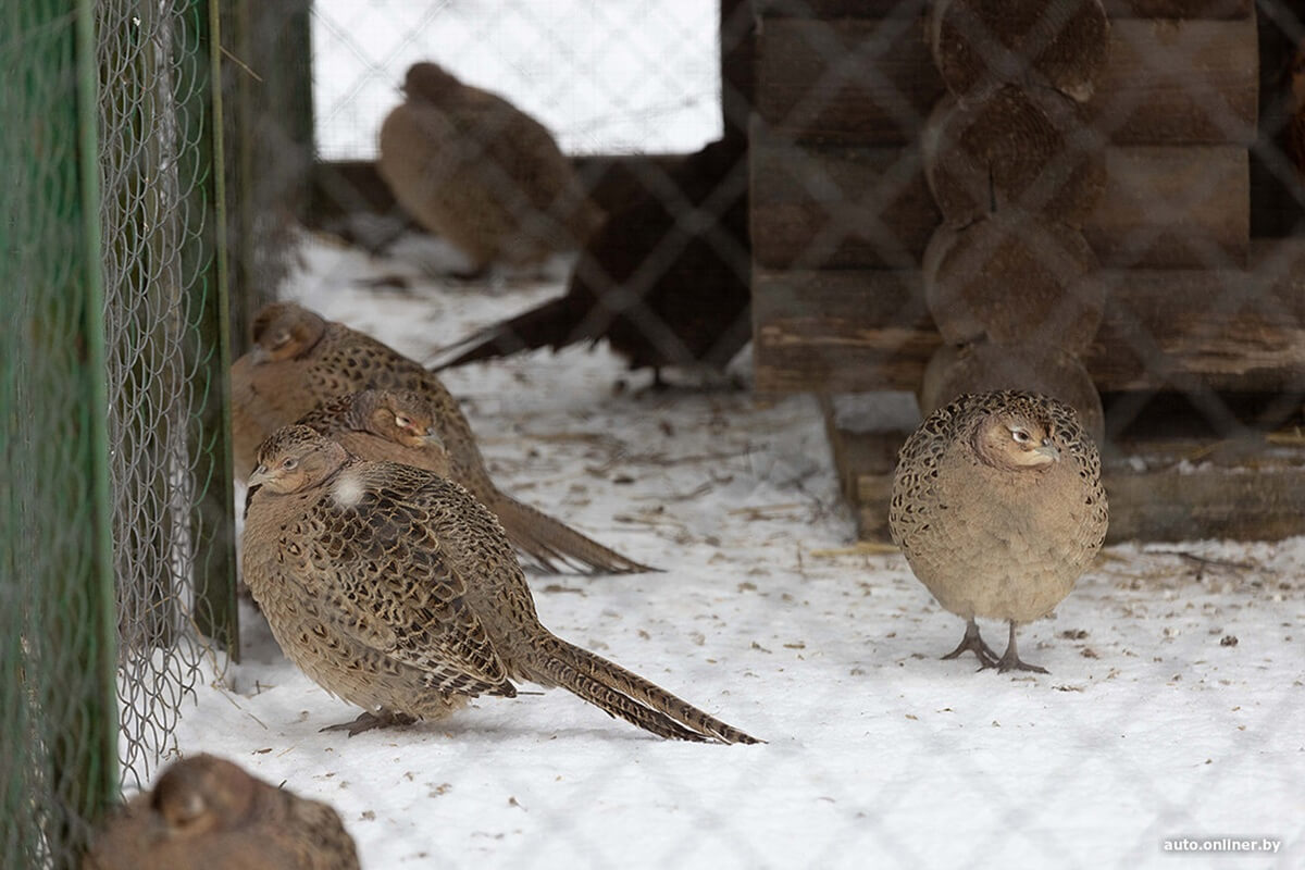 Лучший рассвет в этой части Вселенной! Onliner.by съездил на главный курорт страны в несезон Лучший рассвет в этой части Вселенной! Onliner.by съездил на главный курорт страны в несезон