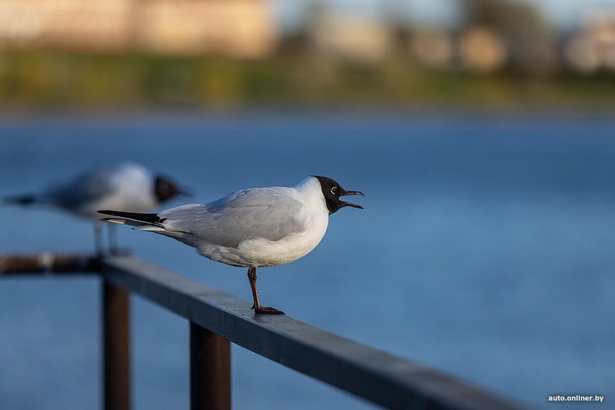 Весенний сплав и FAW Bestune NAT: история про семью экстремалов от Onliner.by Весенний сплав и FAW Bestune NAT: история про семью экстремалов от Onliner.by